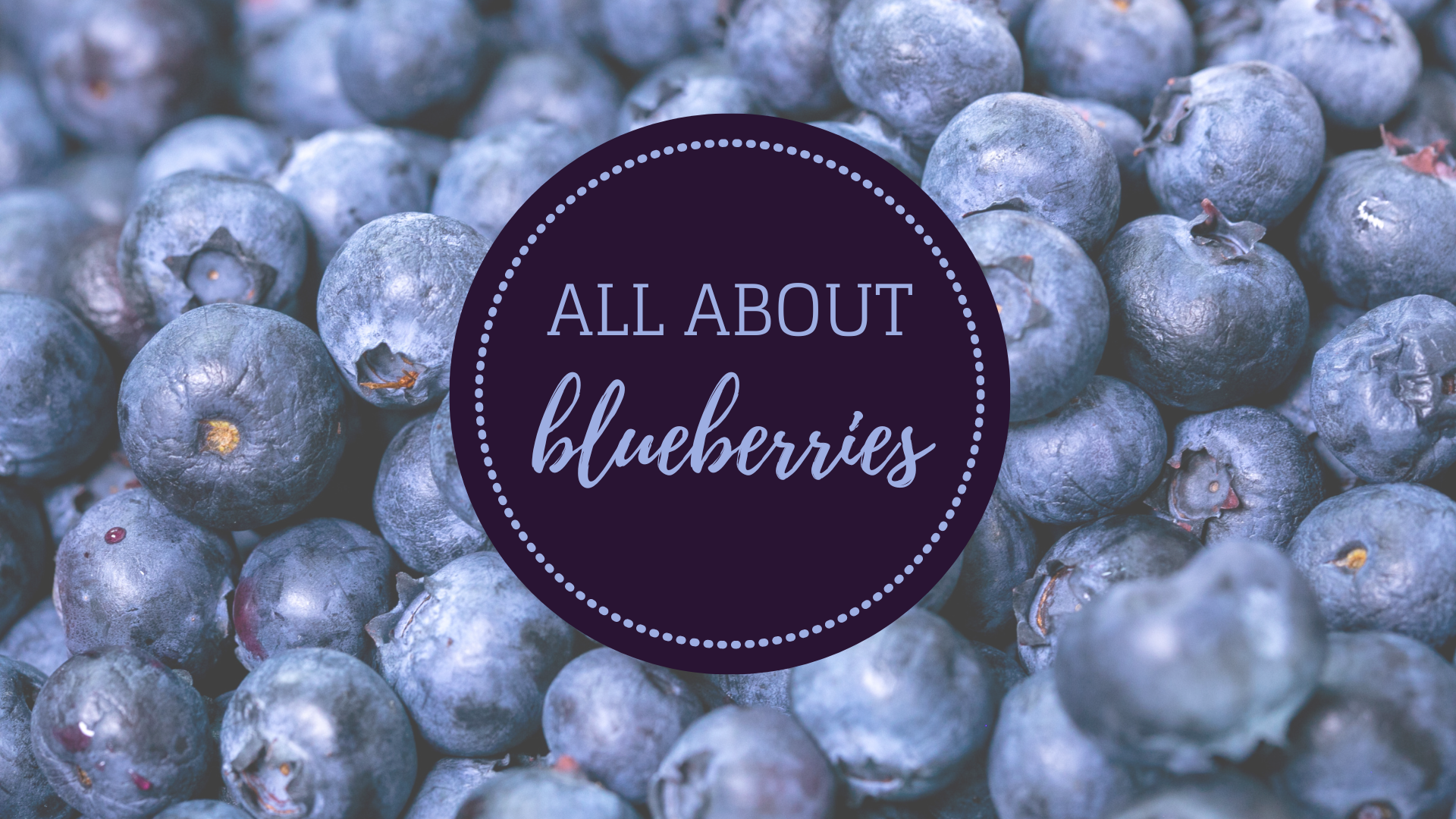 Happy Blueberry Day!! header image.