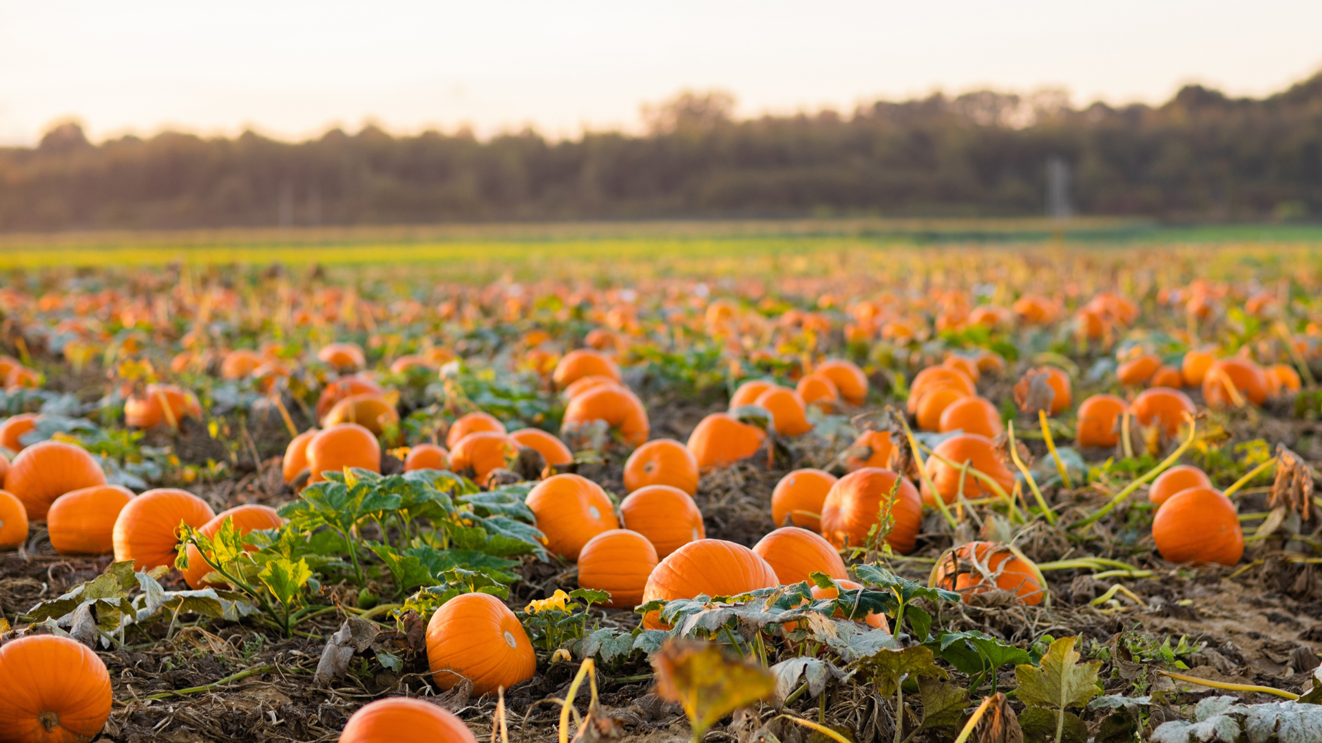 Where to find the perfect pumpkin?! header image.