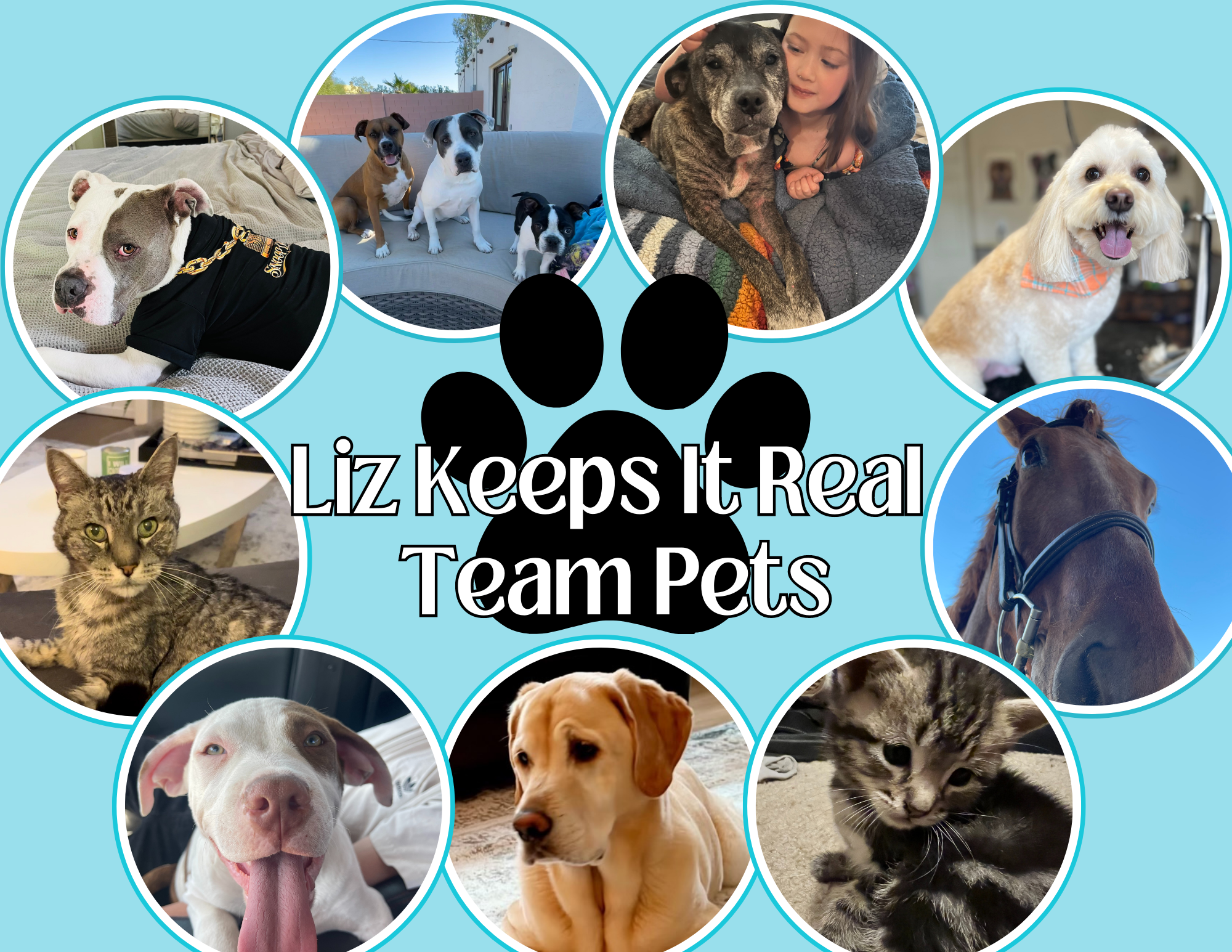 Meet the Pets BEHIND the team! header image.