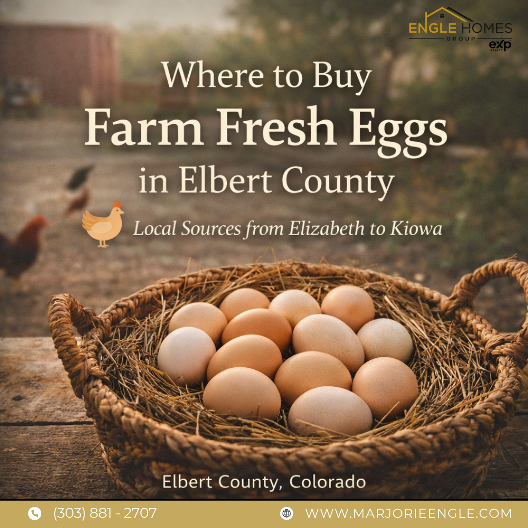 Where to Buy Farm Fresh Eggs in Elbert County header image.