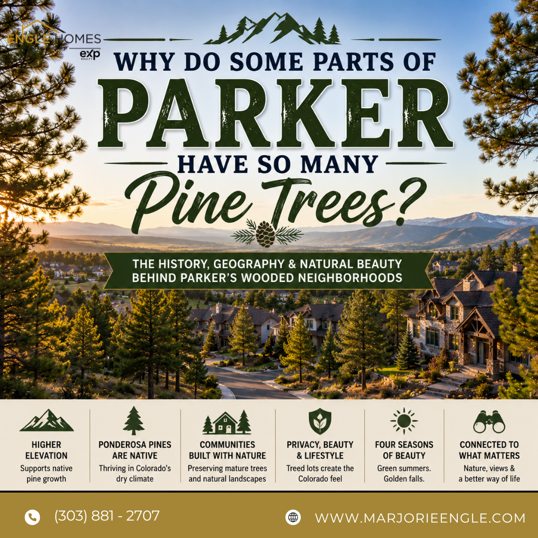 Why Do Some Parts of Parker Have So Many Pine Trees? header image.