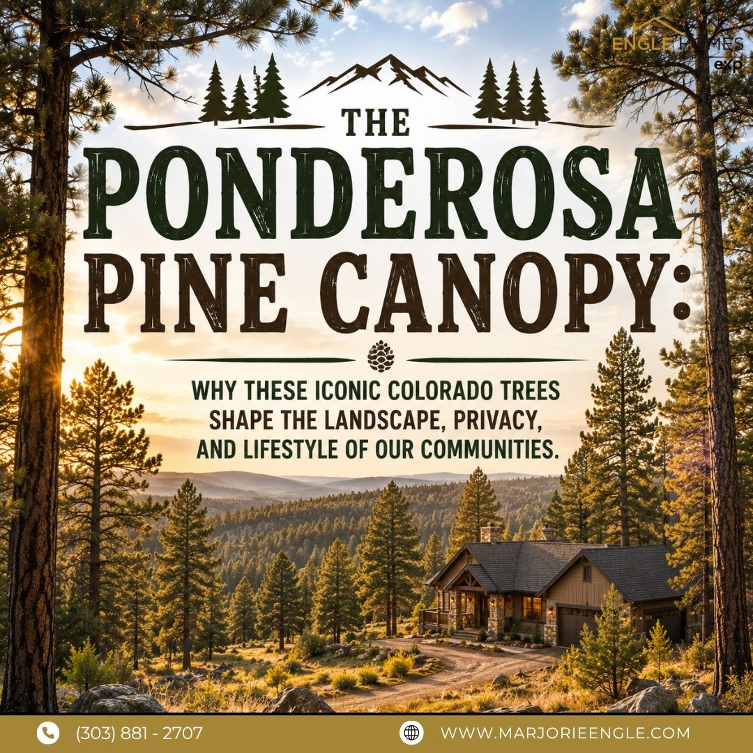 The Ponderosa Pine Effect: Why These Colorado Trees Can Change the Feel of a Property header image.