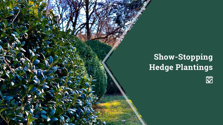 Show-Stopping Hedge Plantings header image.