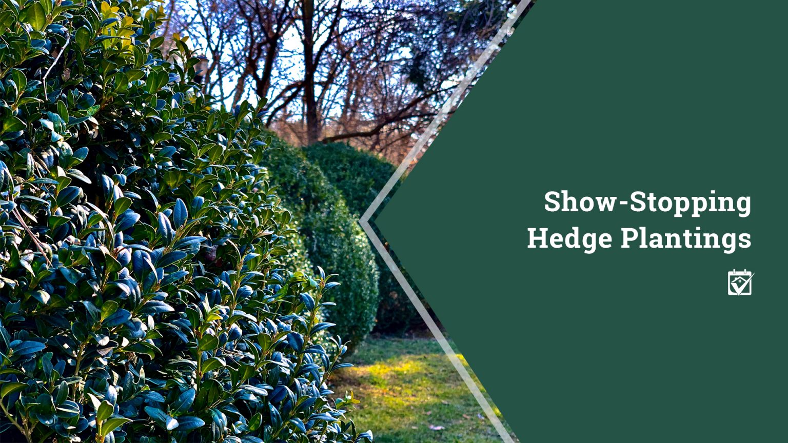 Show-Stopping Hedge Plantings header image.