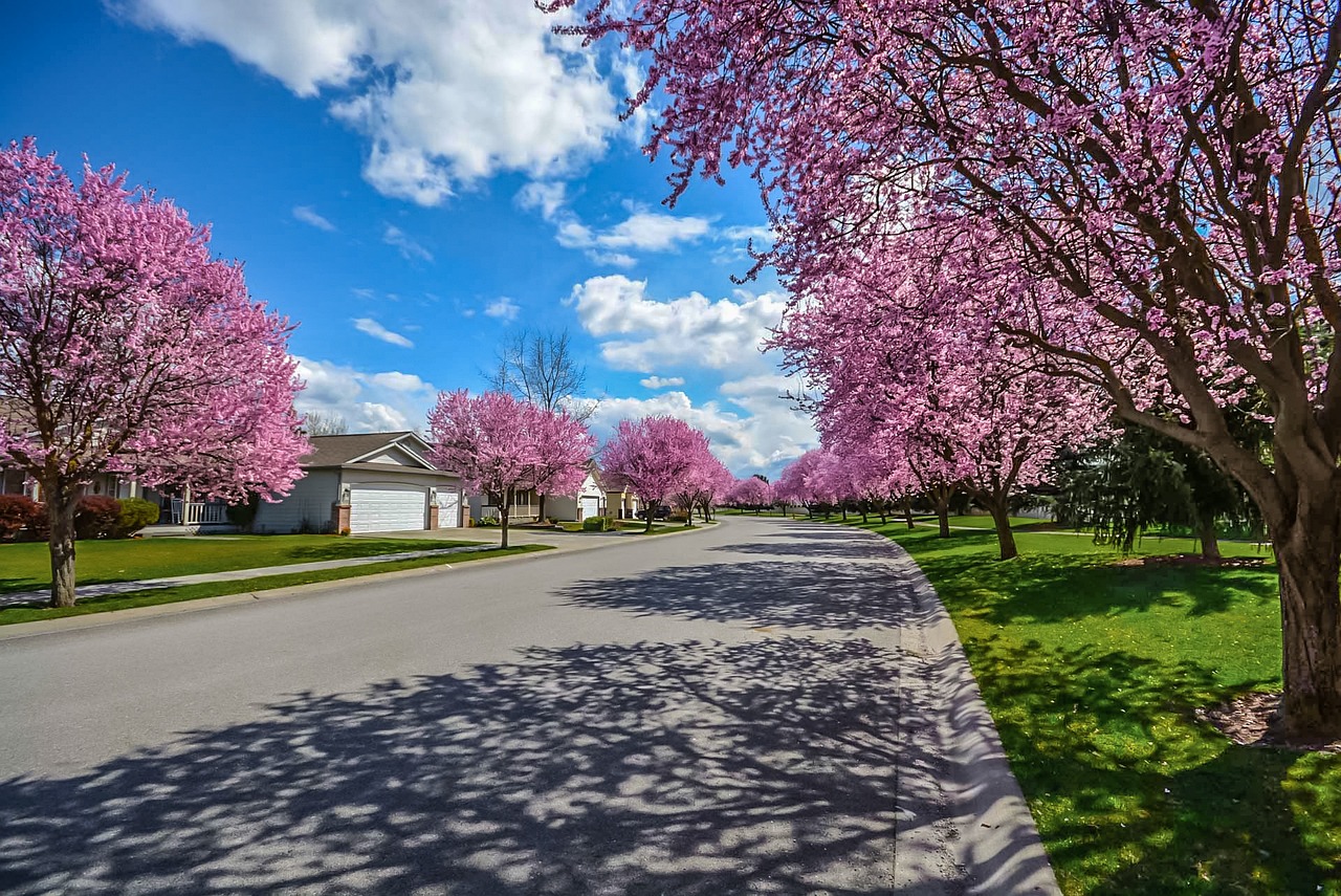 Beautiful South Jersey suburban street with pink flowering trees, representing the thriving community environment.