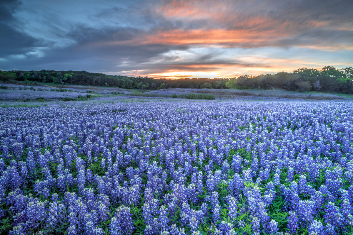 Who's Coming to Texas? Growth in U.S. Cities header image.