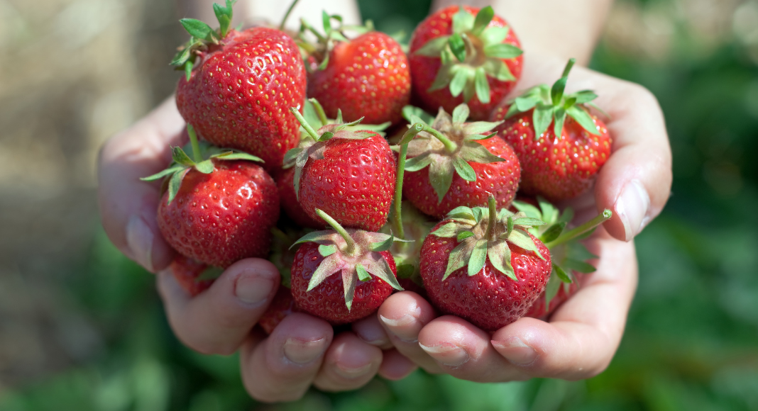 Strawberry Season Has Arrived in the Portland Metro Area! header image.