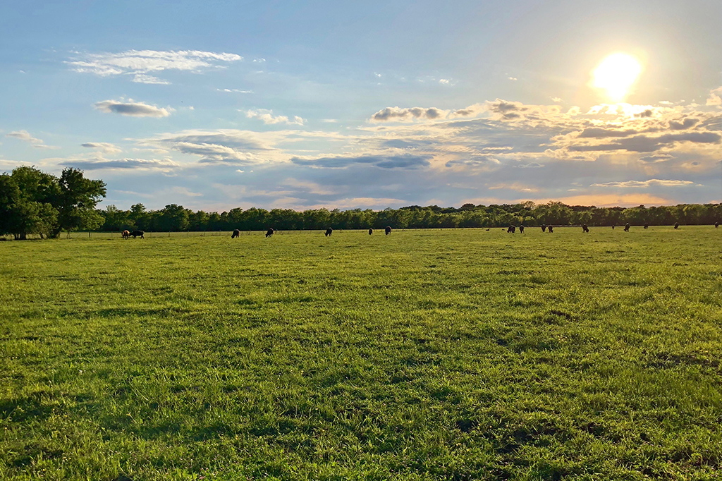 *JUST LISTED* 00 FM 36, Quinlan, TX  75474 (56 Acres) header image.