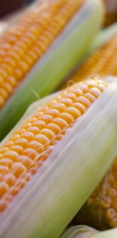 corn