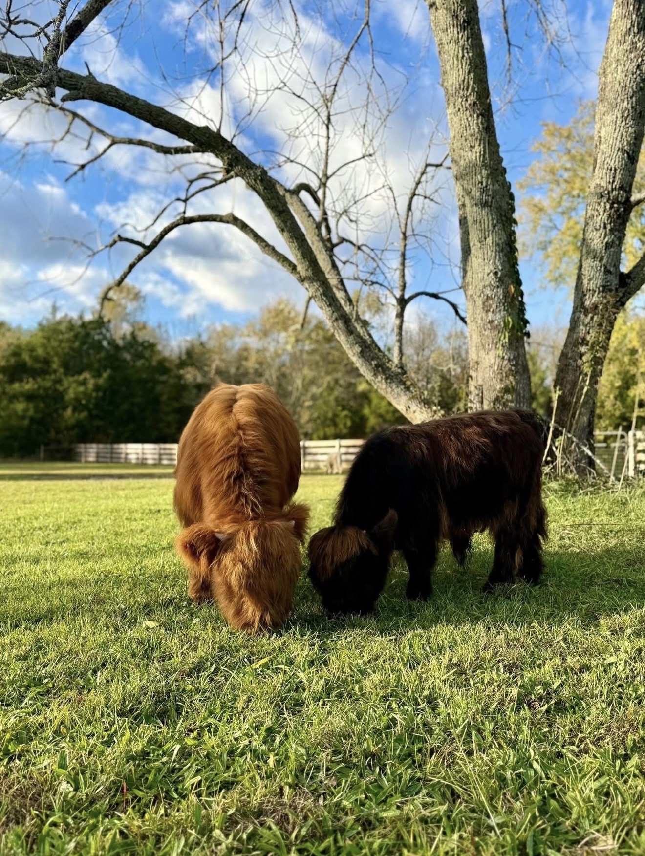 Thinking about moving to Lascassas, TN? header image.