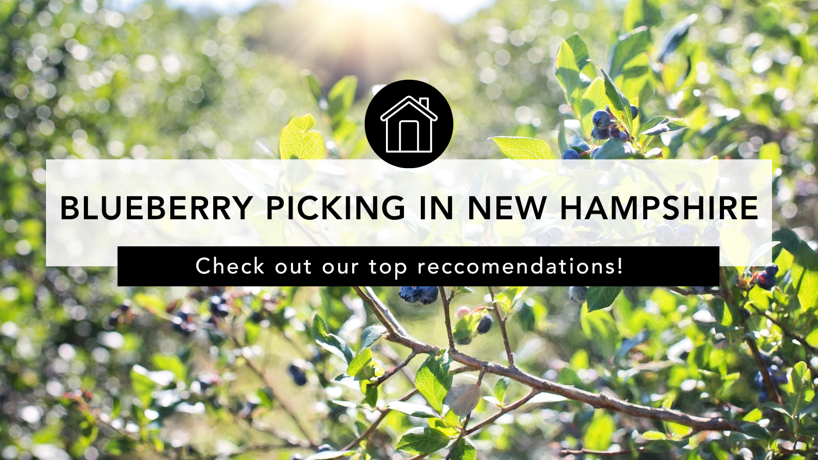 Blueberry Picking in New Hampshire header image.
