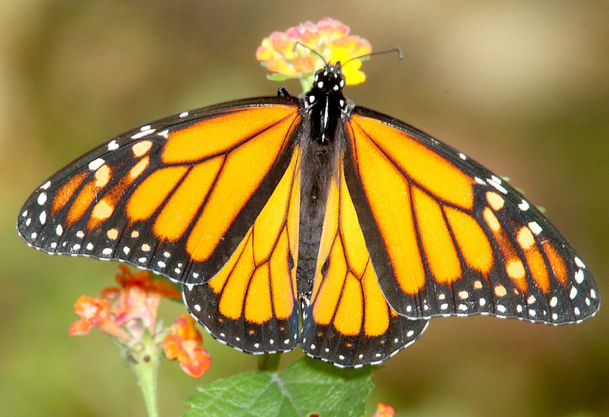 Your Ultimate Spring & Summer Guide to the RGV header image.