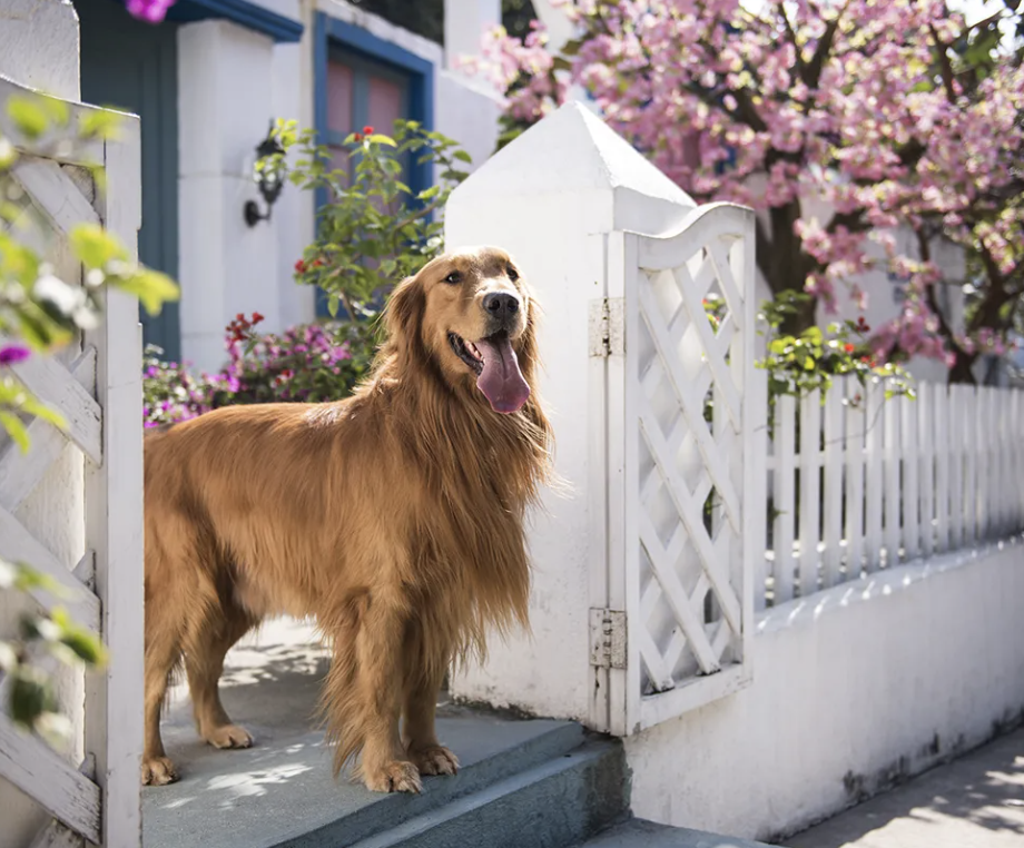 Pet-Friendly Homes: Finding the Perfect Property for You and Your Furry Friends in Northern Michigan header image.