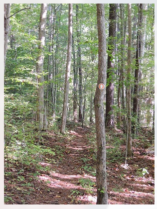 Natural Healing Brought to you by Mother Nature header image.