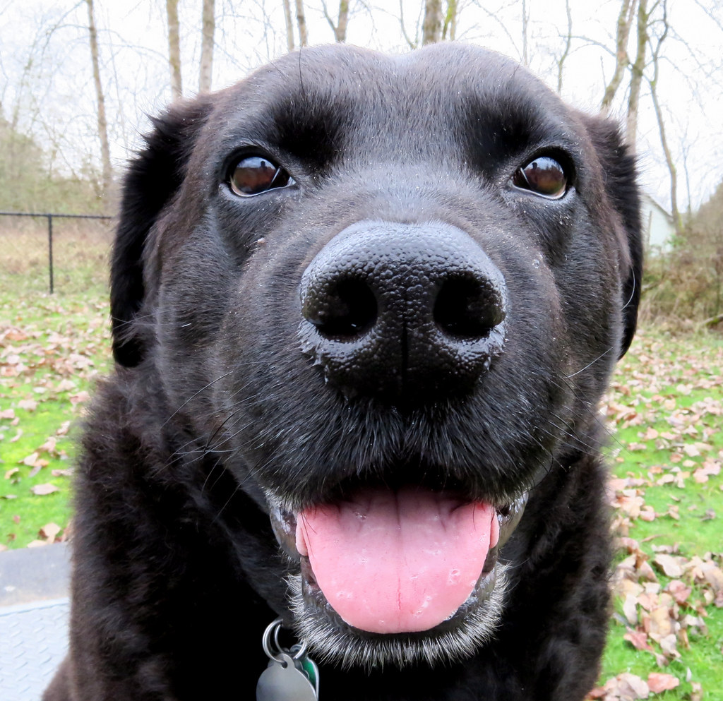 Why We Love Dogs and the Best Places for our Furry Friends header image.