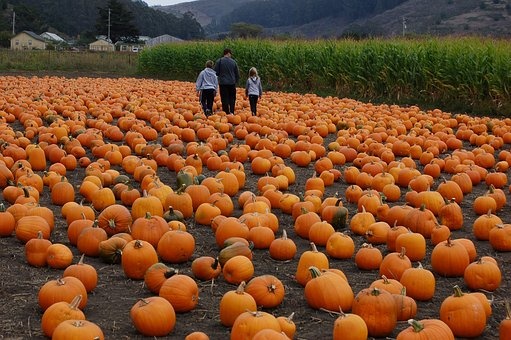 Fall Farm Fun - Triangle Area Corn Mazes & Pumpkin Patches header image.