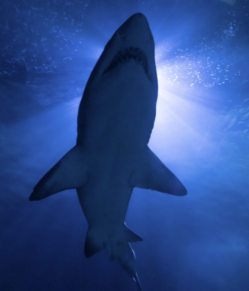 You’re Gonna Need a Bigger Blog... header image.