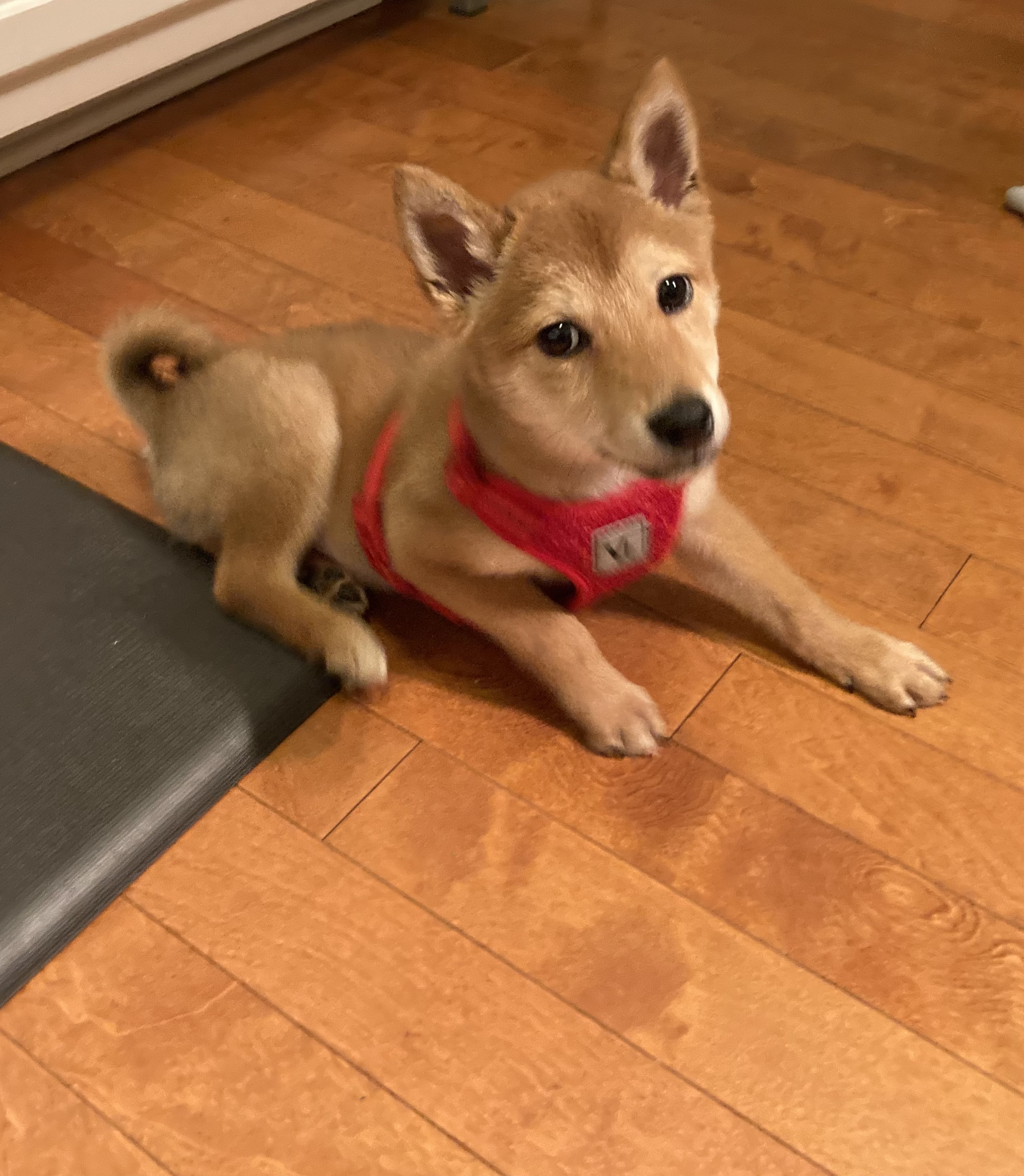 Getting Your Home Ready for the New Puppy header image.