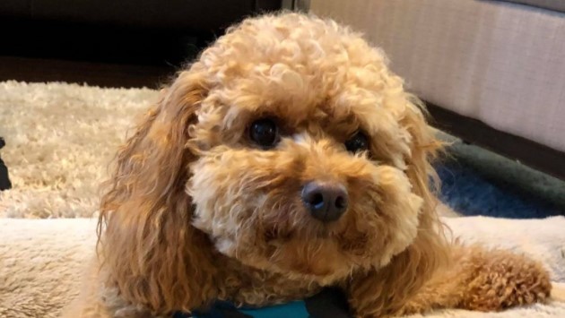 Dog Friendly Restaurants in Wake Forest header image.