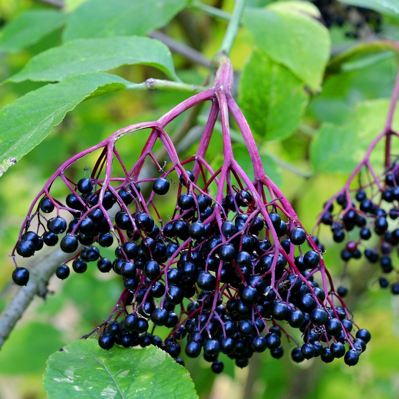Local Business Spotlight - The Elderberry Lady header image.