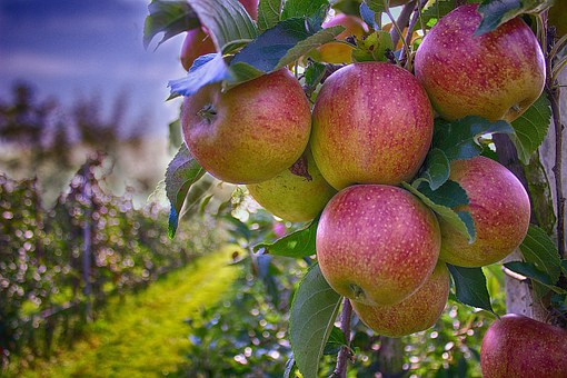 Apple Orchards Around the Triangle header image.