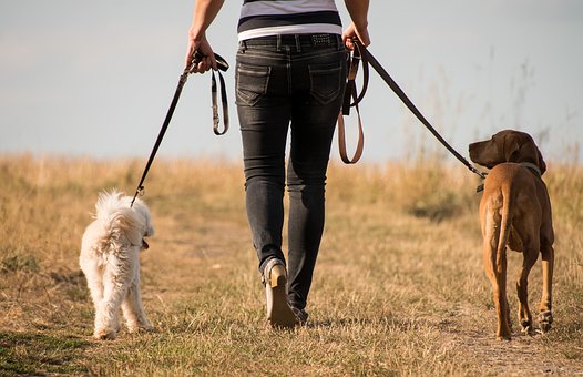 Doggy Daycare & Boarding header image.