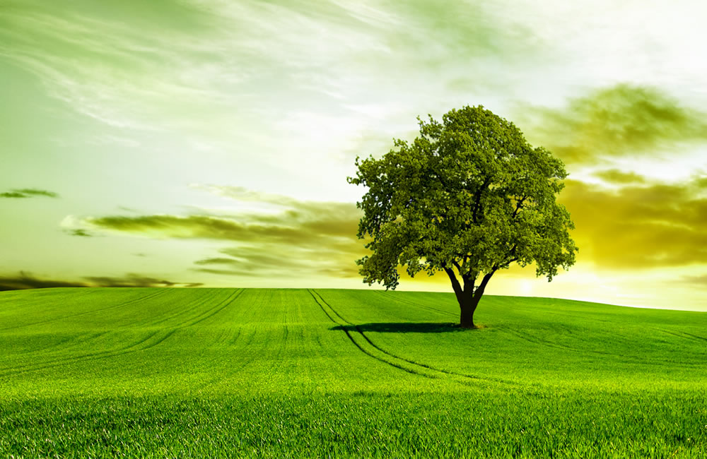 Buy Investment Land with Little or No Money Down header image.