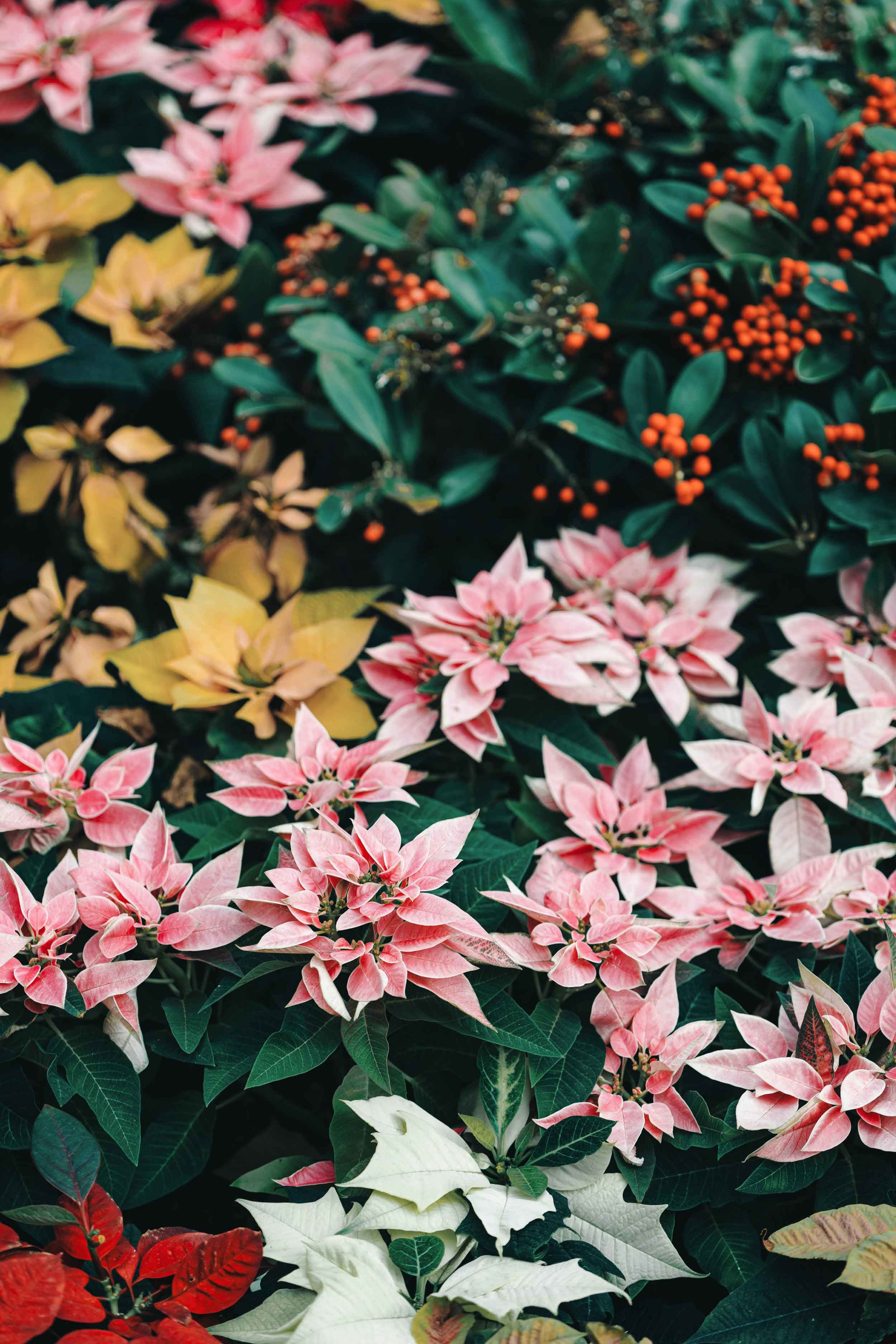 National Poinsettia Day header image.