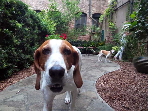 Charleston's Dog Days of Summer header image.