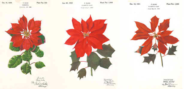 Charleston's Christmas Connection header image.