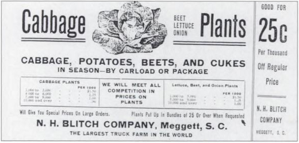 Cash Crops in Charleston header image.
