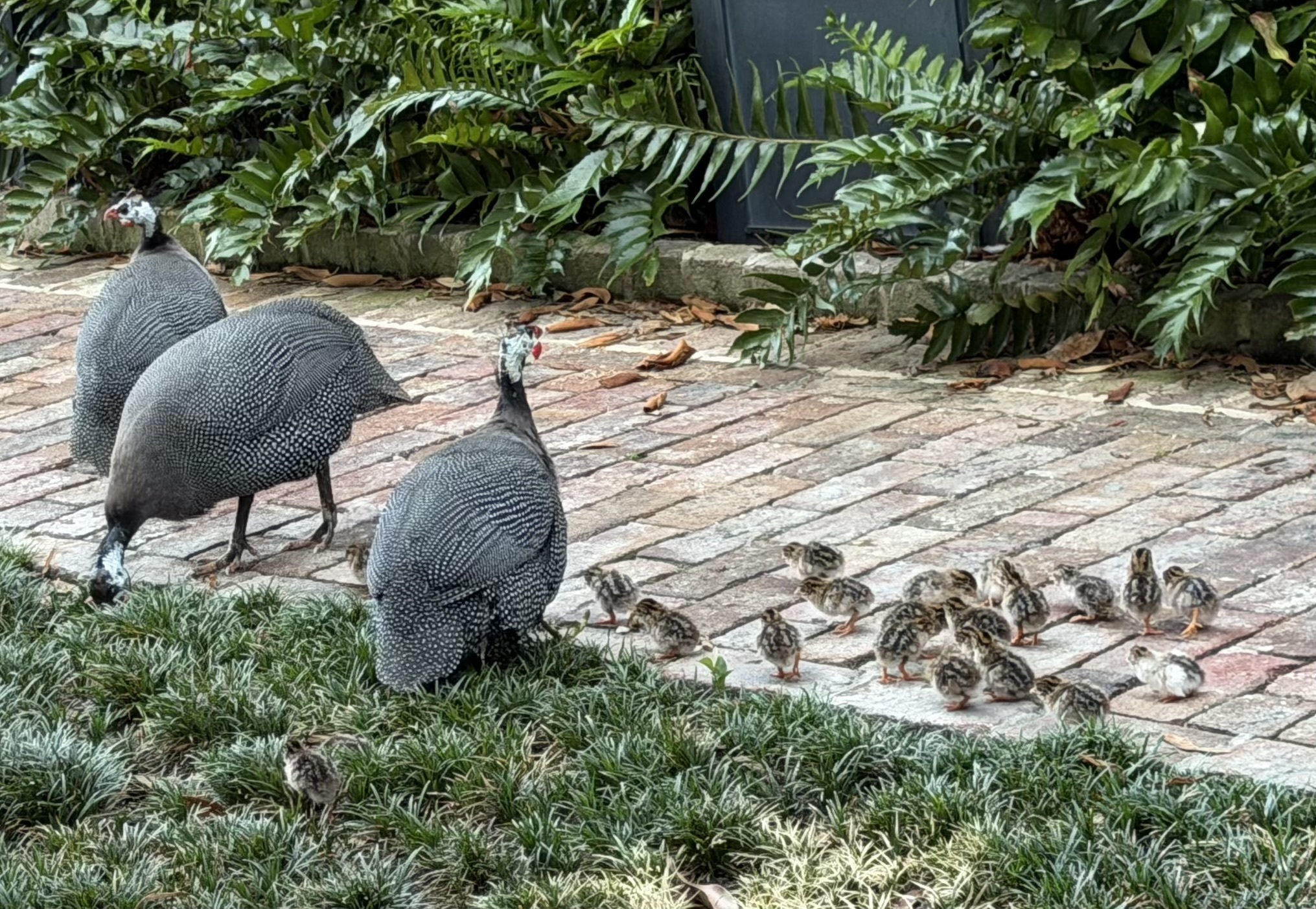 Guinea Fowl on Brick Walkway