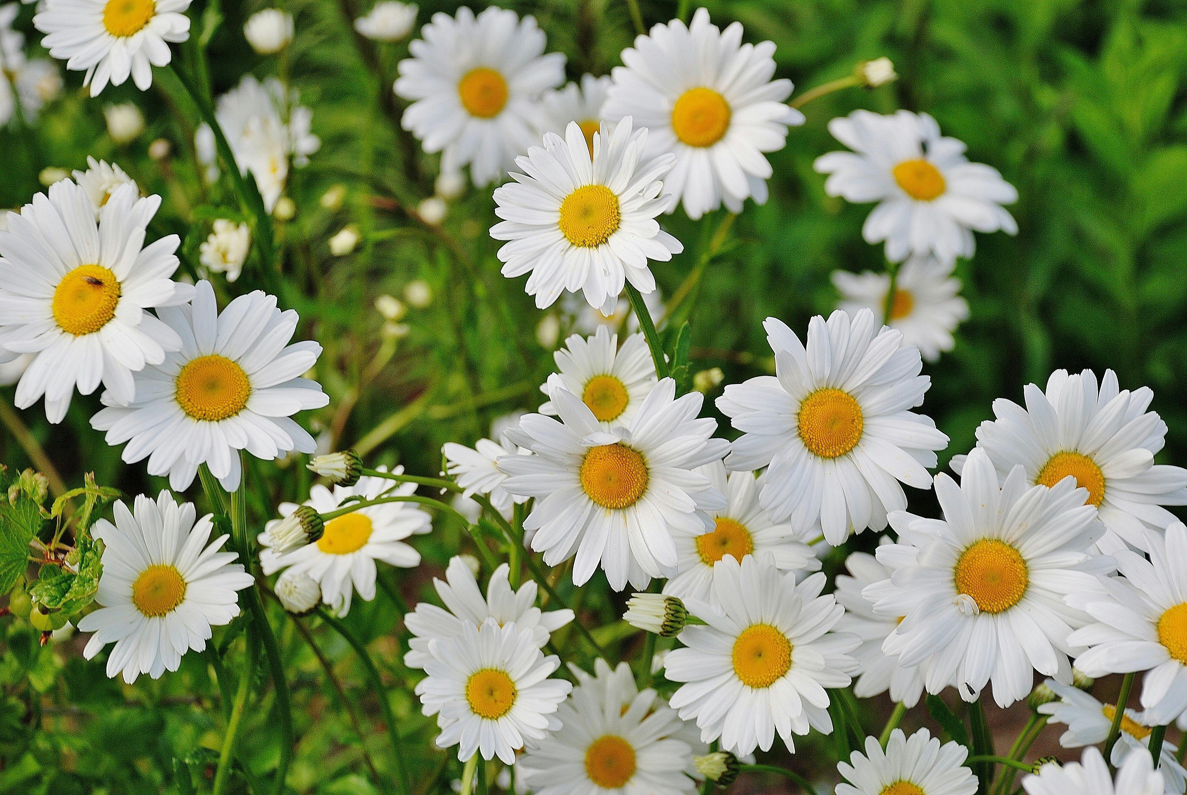 Outdoor Improvement Projects to Enhance Your Home's Curb Appeal header image.