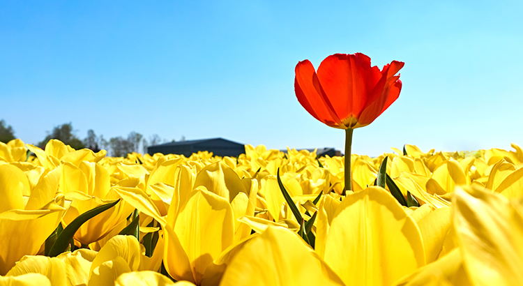 Buyers: Are You Ready for a Bidding War? header image.