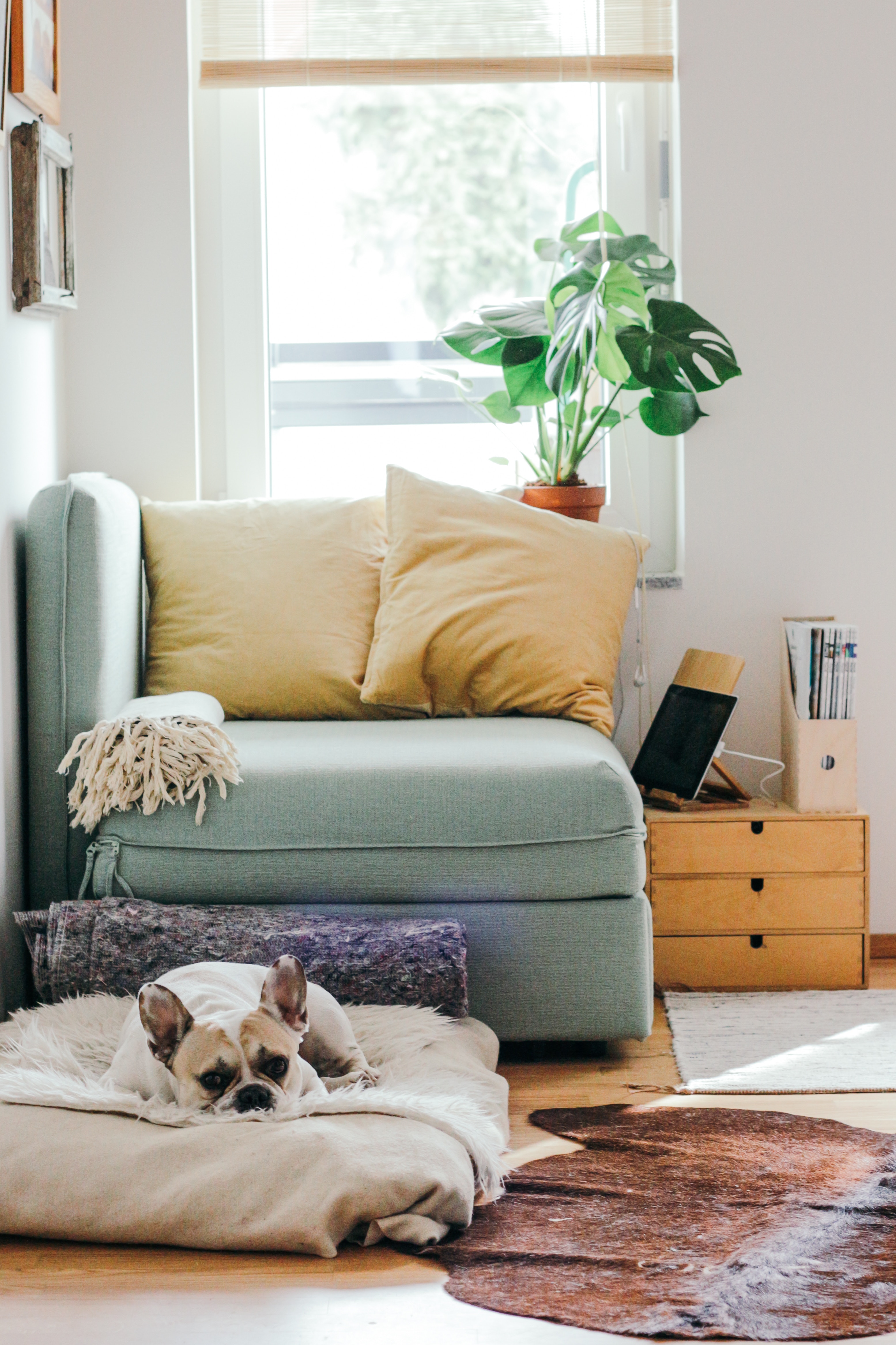 Simple Sprucing Tips for Your Home header image.