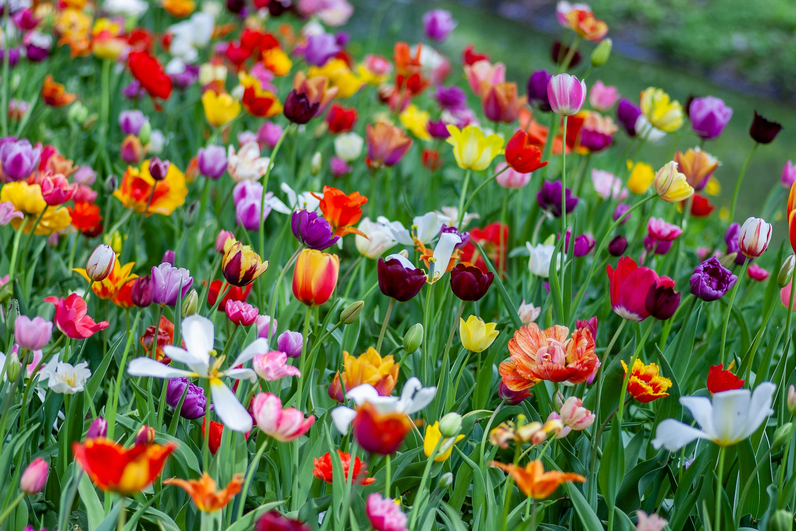 Stop Waiting for Spring — The Market Won't Save a Bad Strategy By Alex Baron | Queens & Long Island Luxury Real Estate Strategist Since 1988 header image.