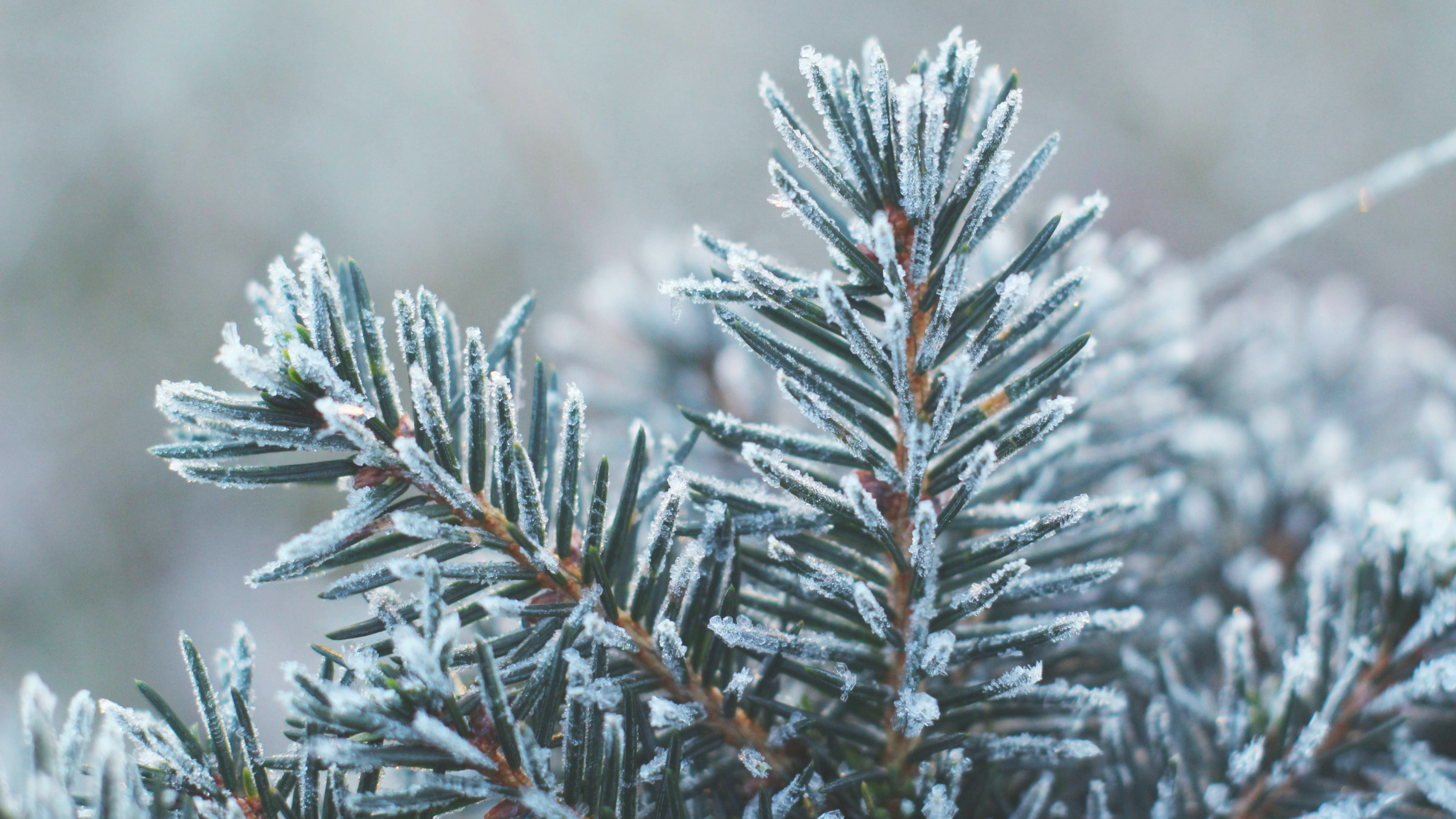 Tree branches covered in light snow and ice