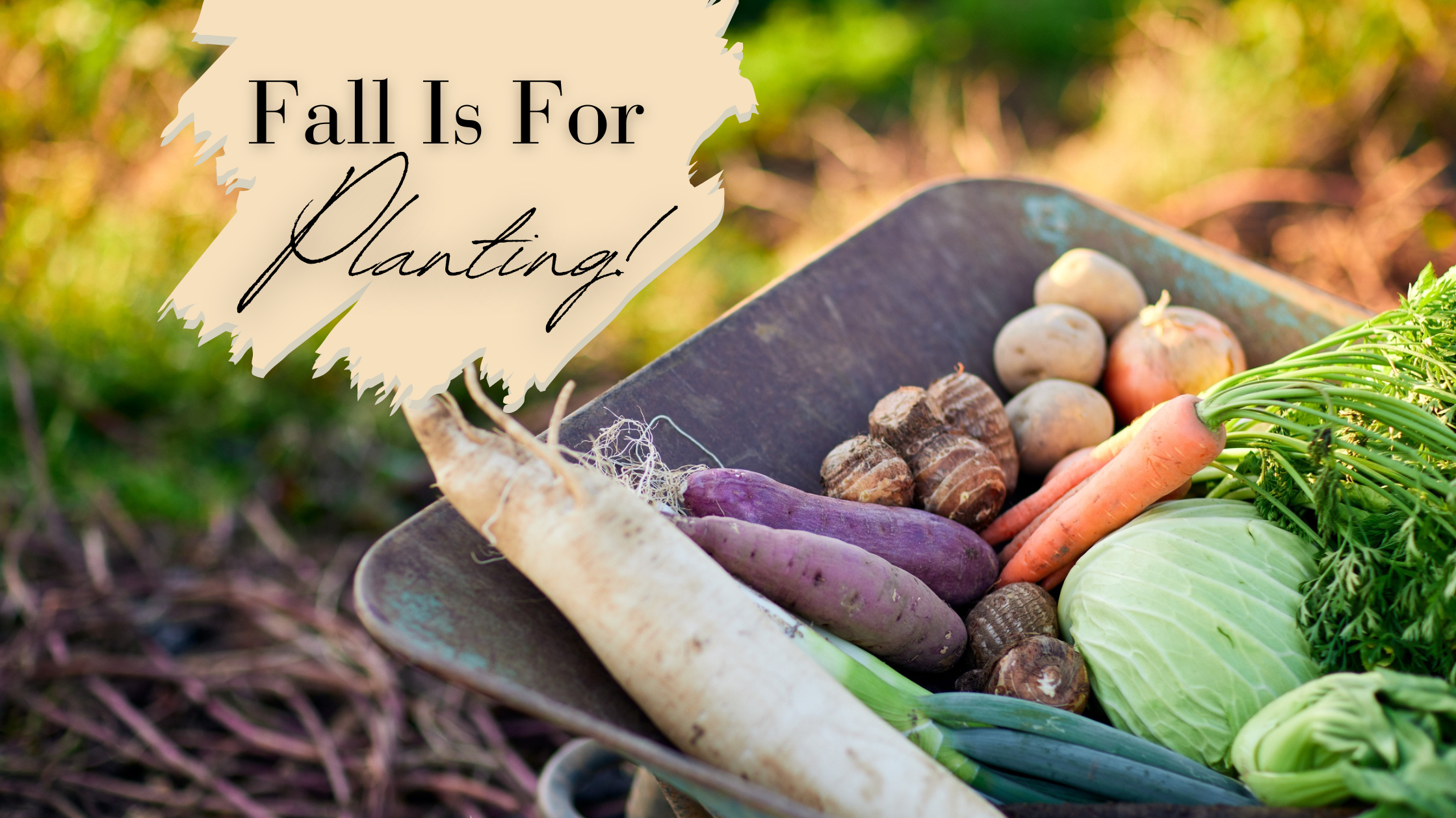 Photo of wheelbarrow of fall vegetables with title 
