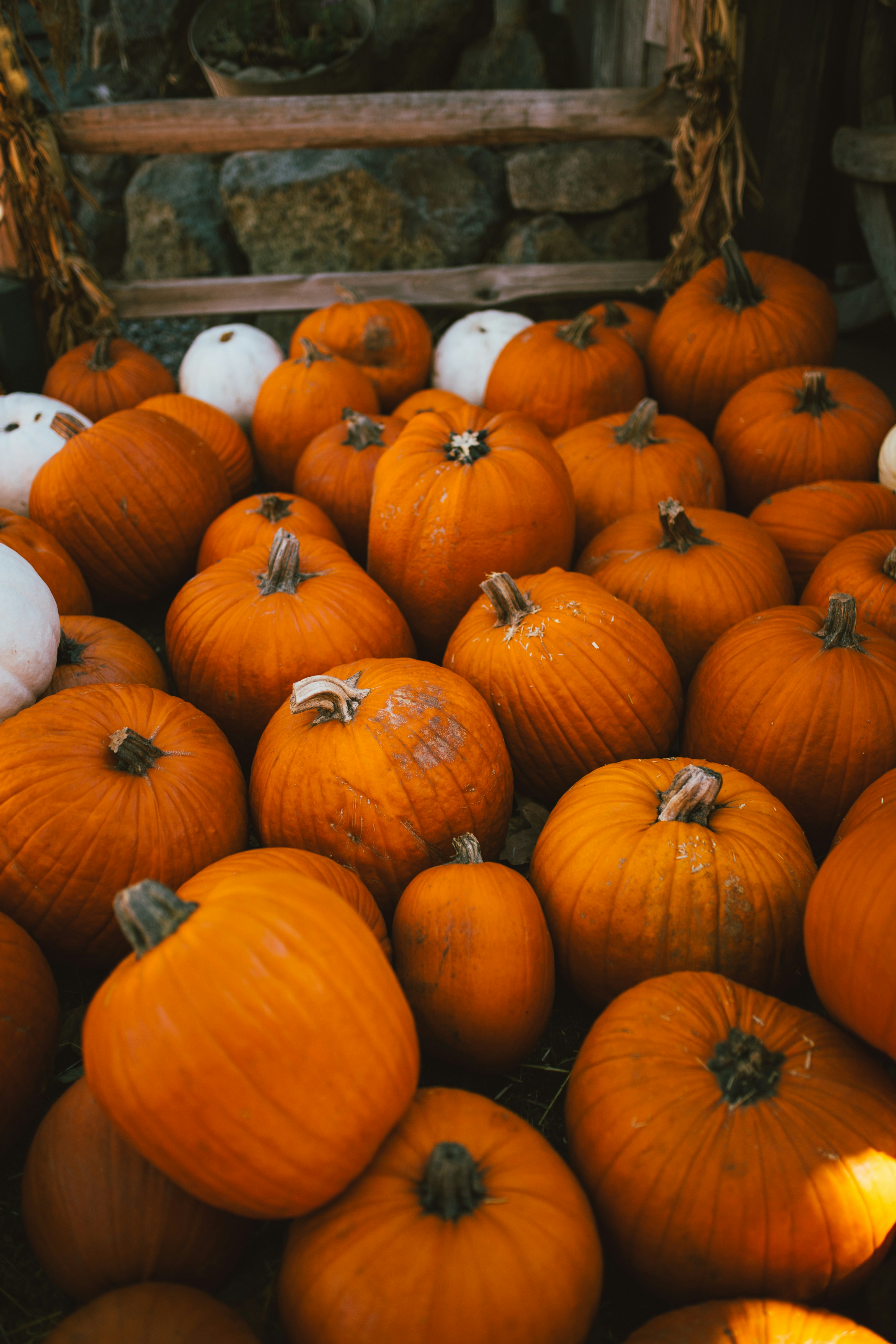 Fun Fall Activities in Cincinnati header image.