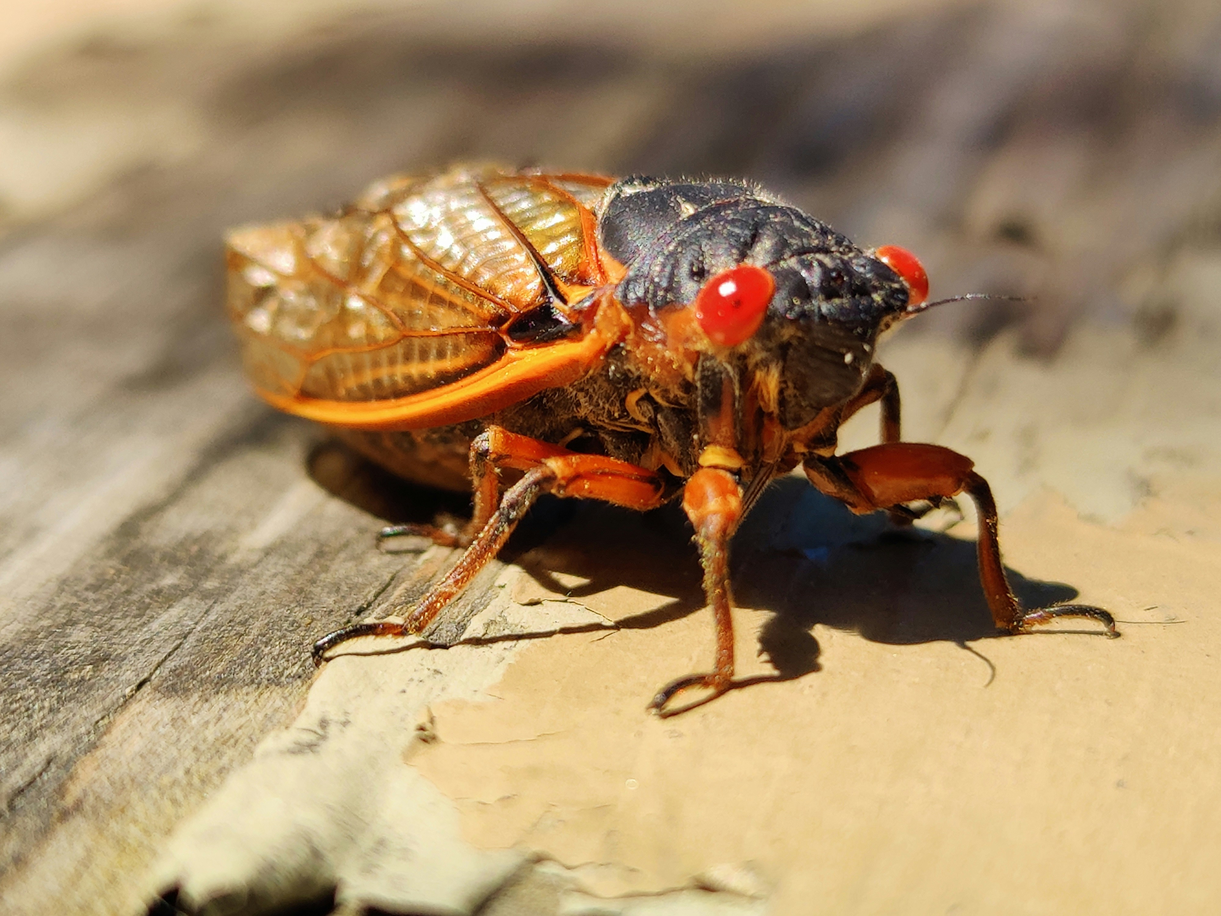 Cincinnati Cicada 17-Year Brood Emergence header image.