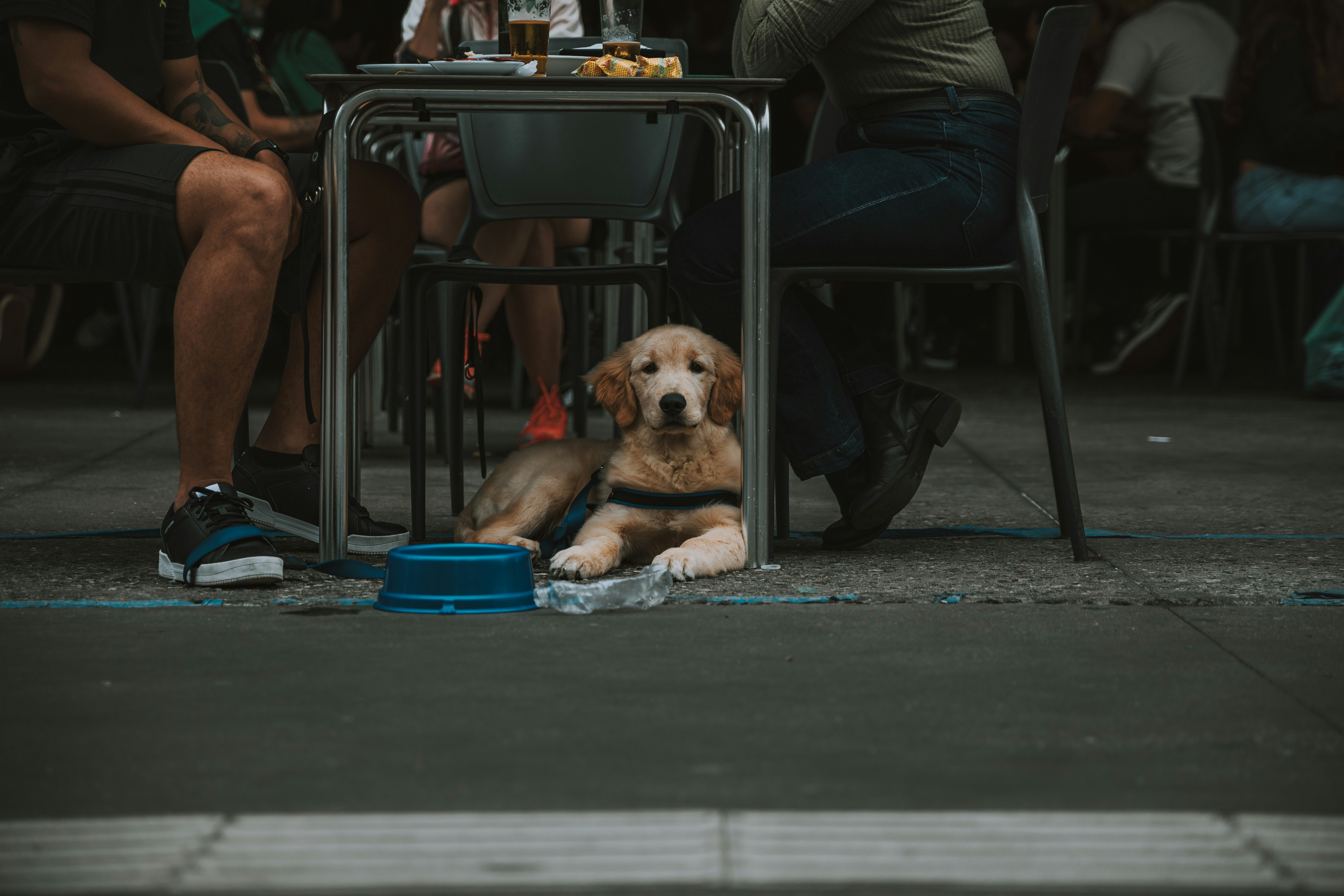 Best Dog Friendly Bars and Restaurants in Cincinnati header image.