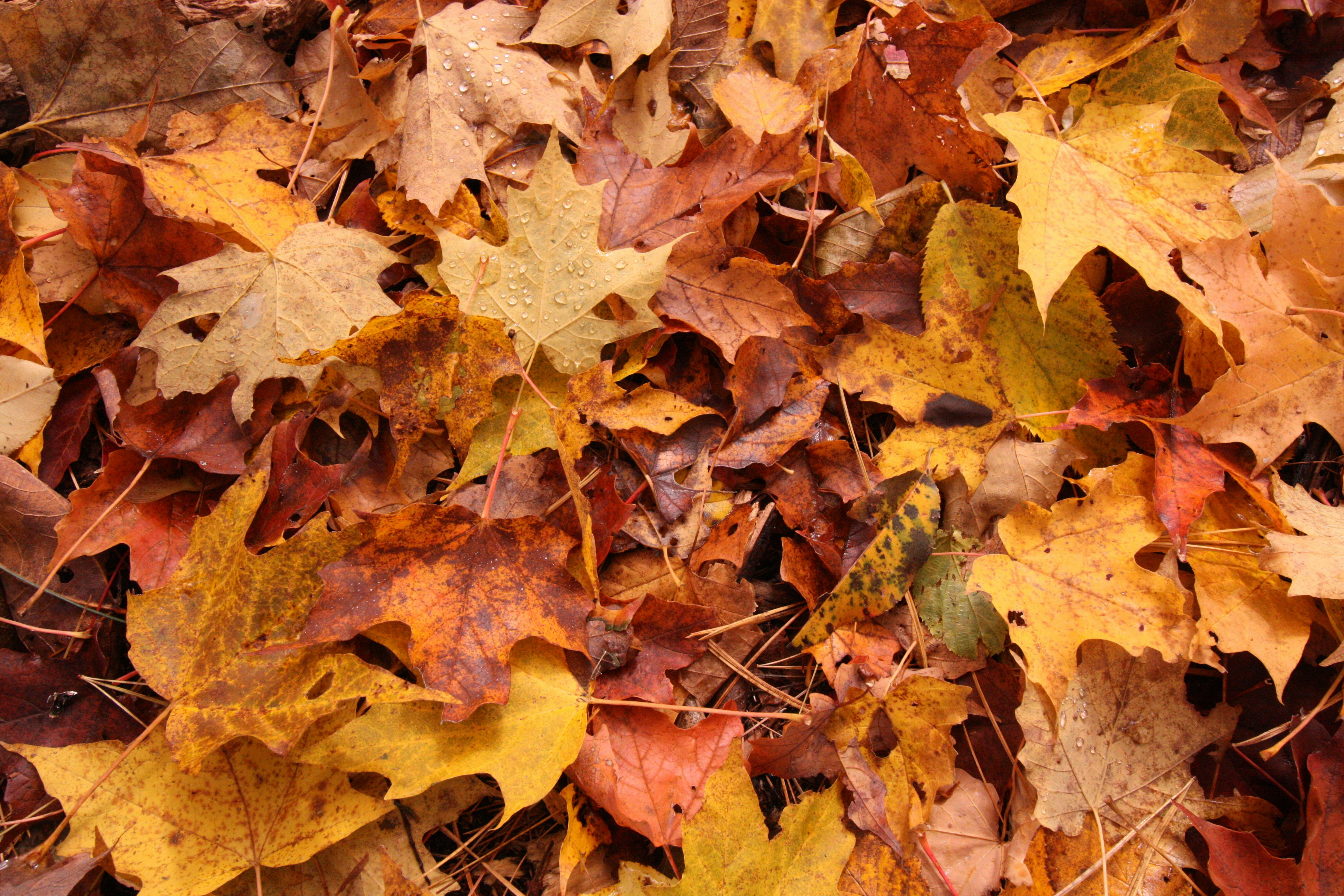 Fall Home Maintenance Tips header image.