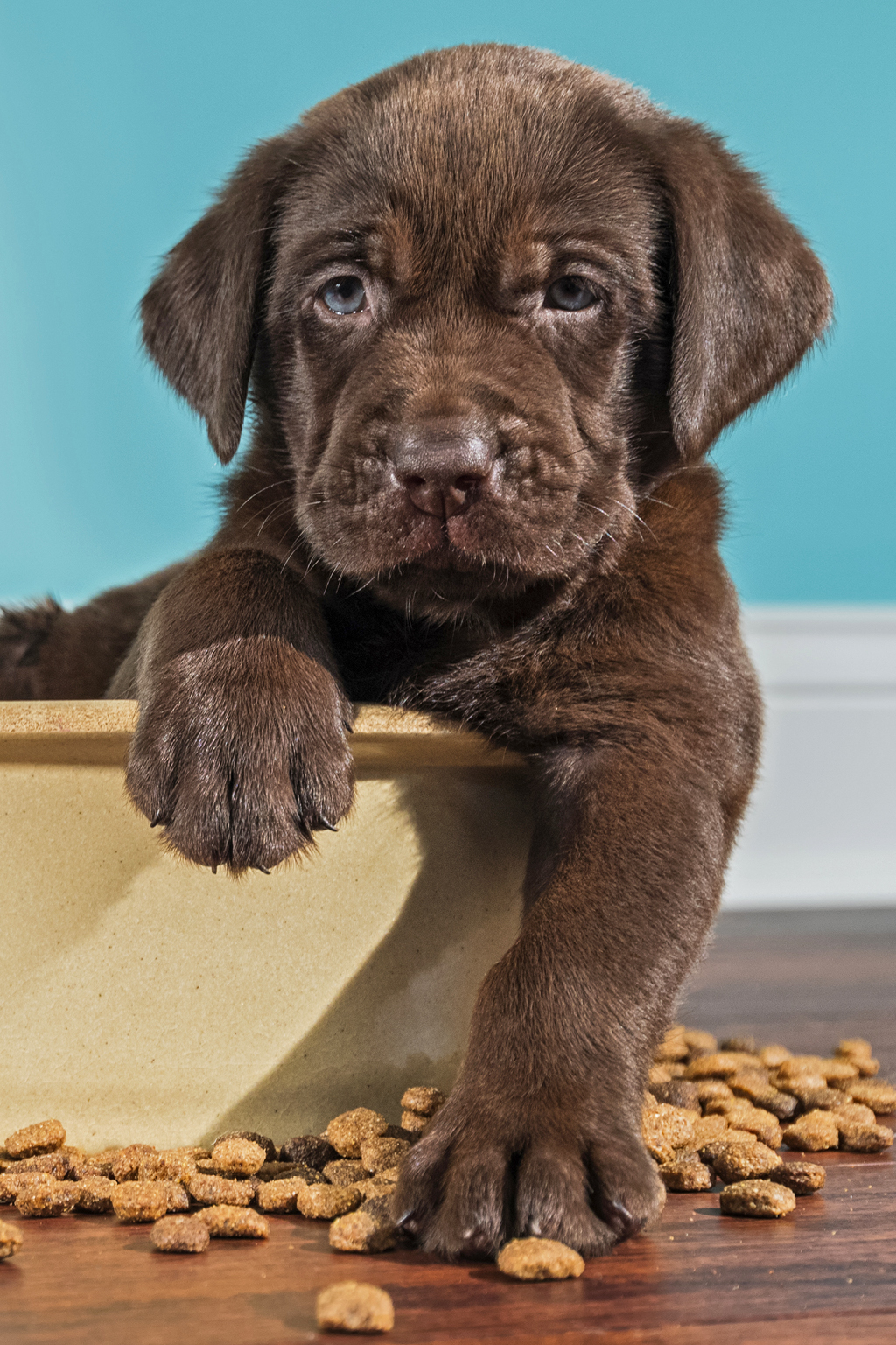 Picky-Eating Pets header image.