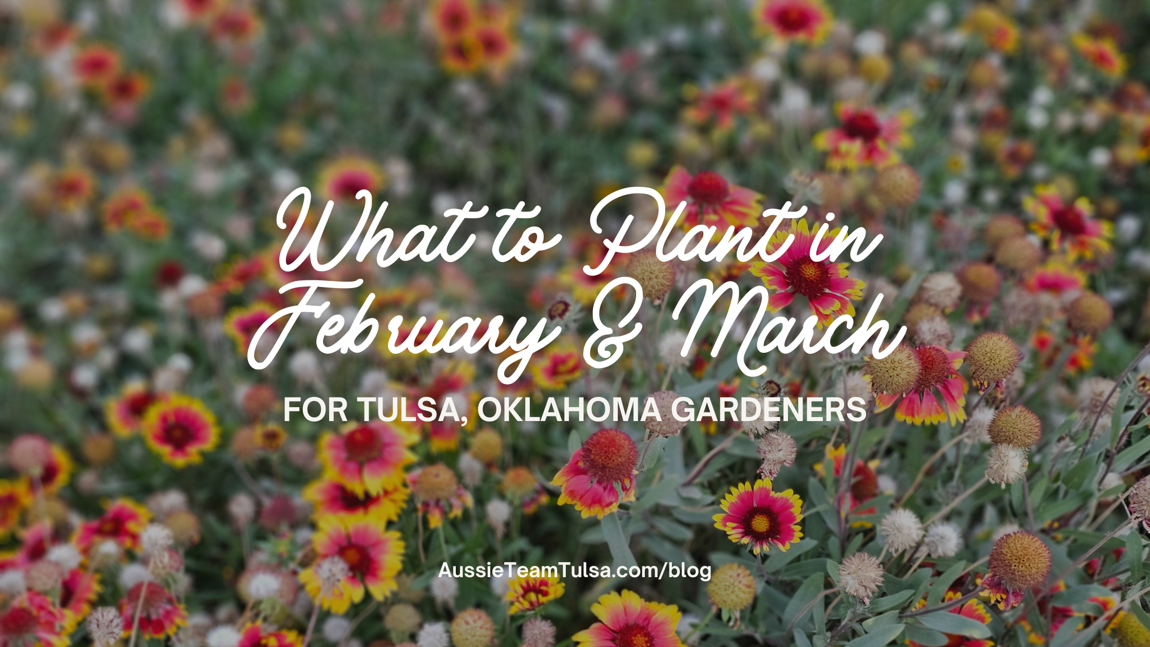 What to Plant in February & March in Tulsa, Oklahoma header image.