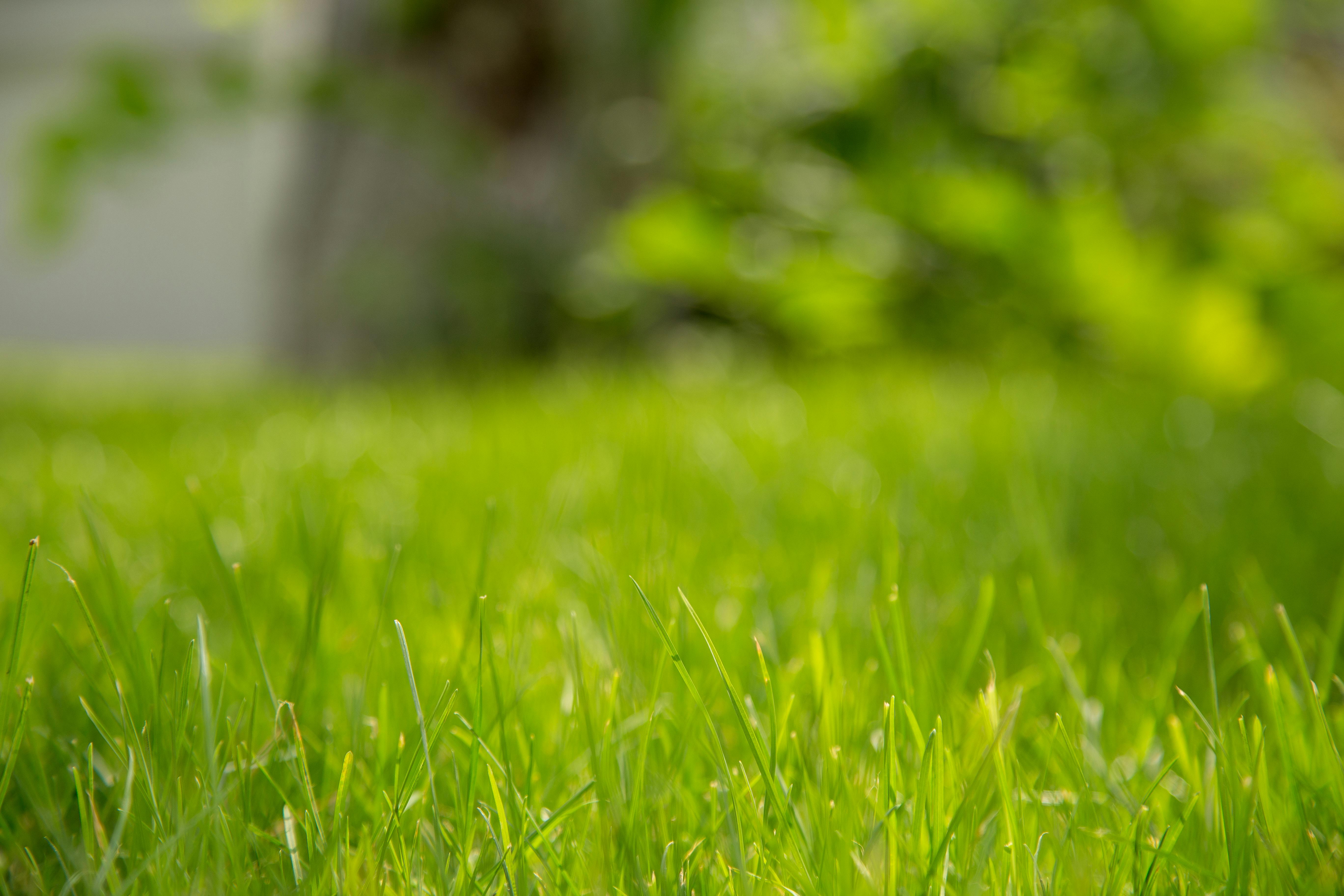 Great Curb Appeal Begins With Your Grass: 6 Essential Tips For A Lush Lawn header image.