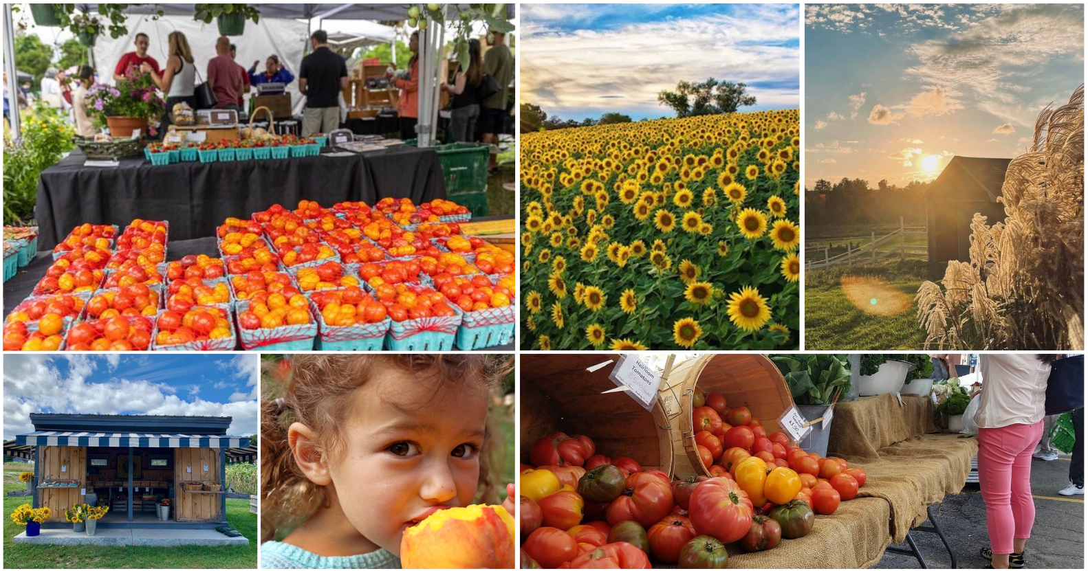 The Taste of August: Why Massachusetts' Harvest Season Is Worth Savoring header image.