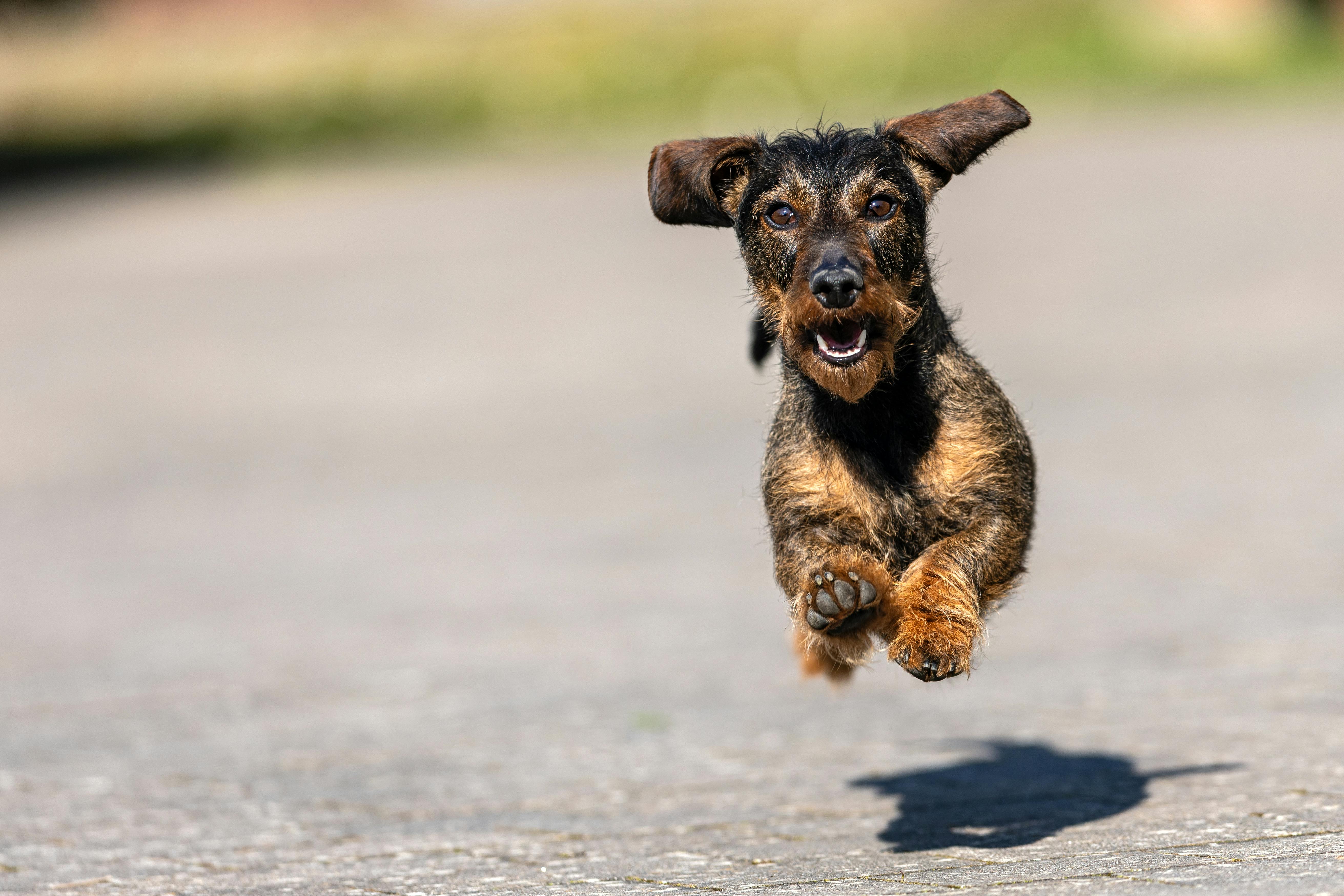 A happy dog running off leash