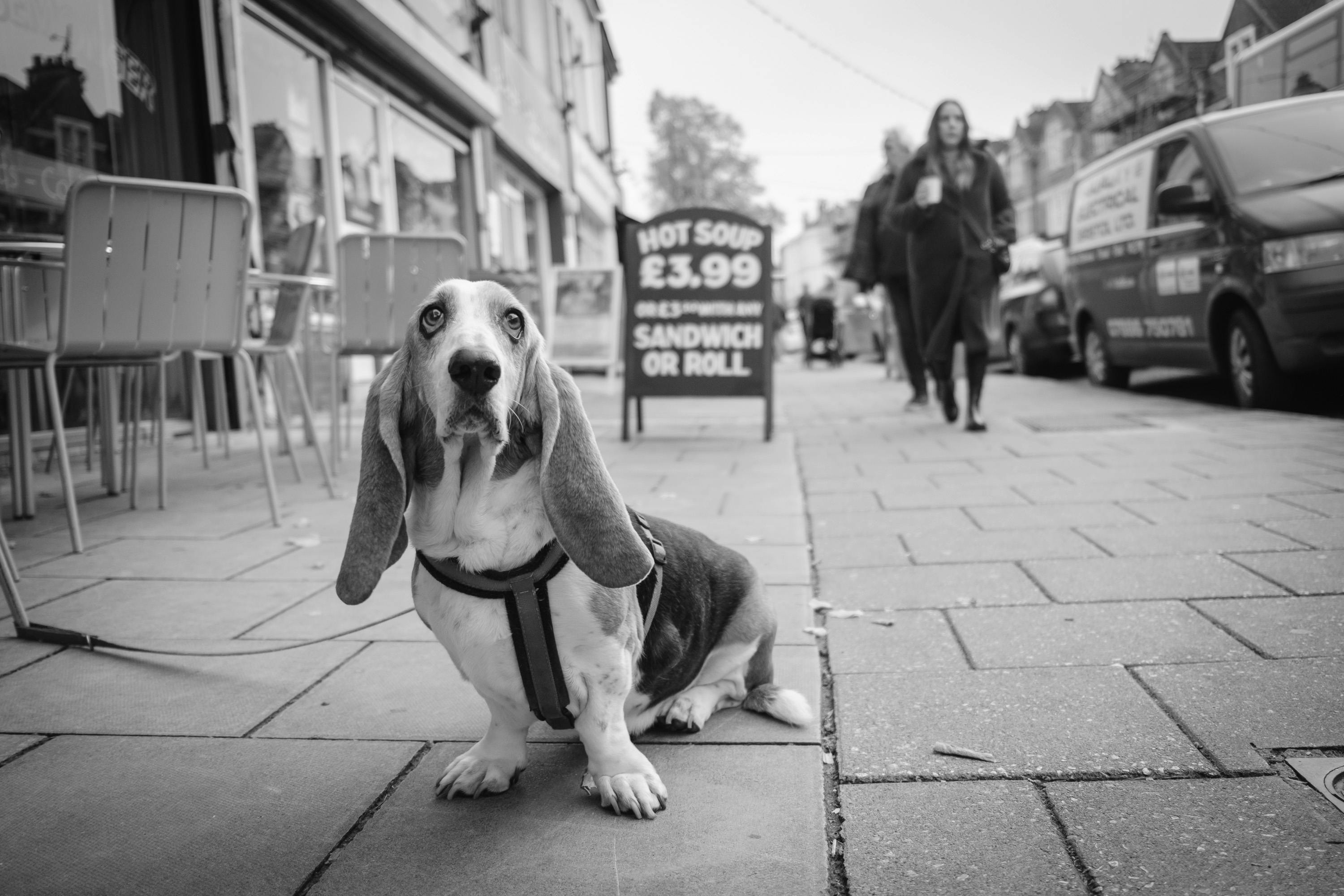 Dog sitting outside of a restaurant