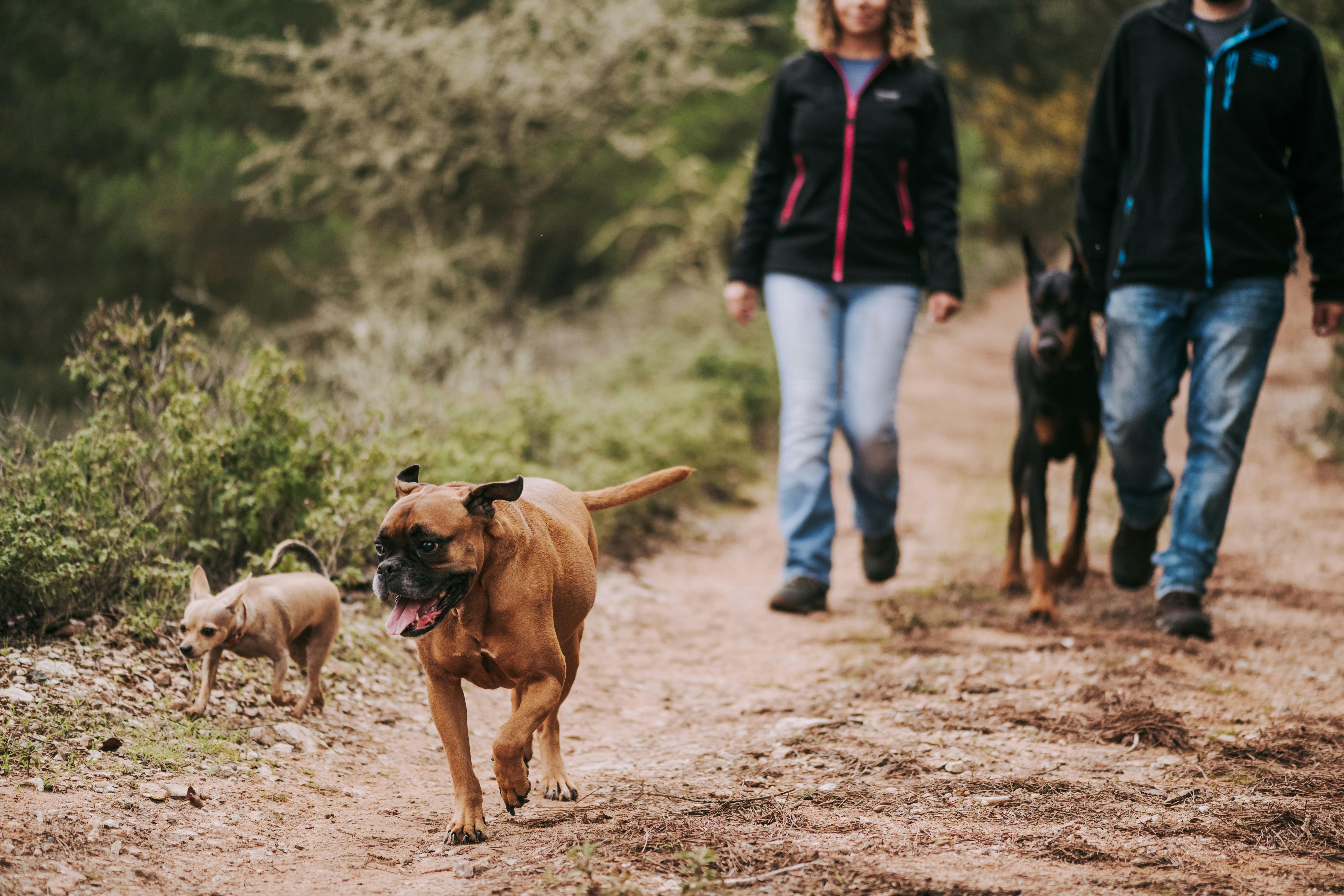 Couple walking 3 dogs on a trail