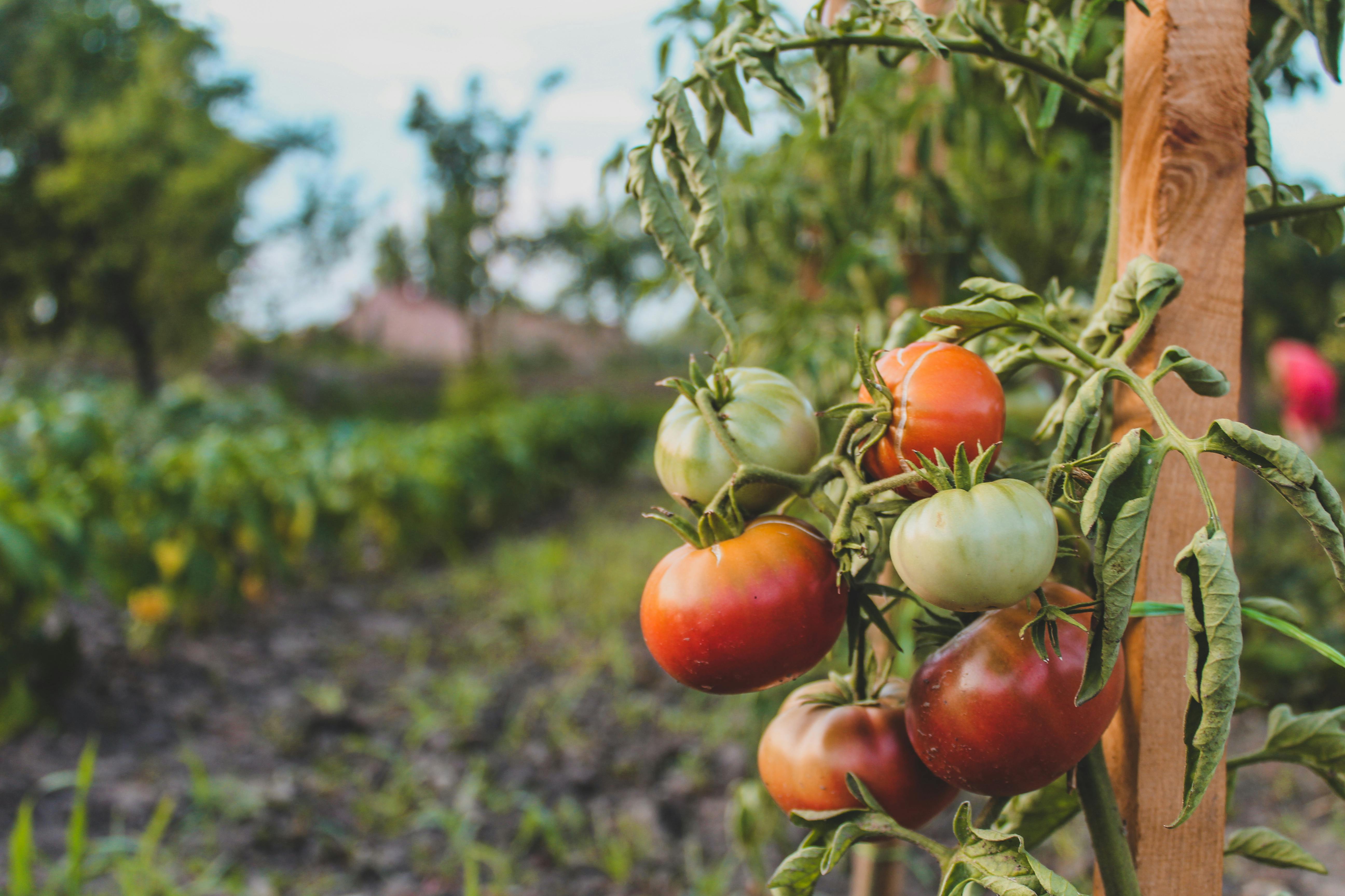 Tomatoes growing in a home garden